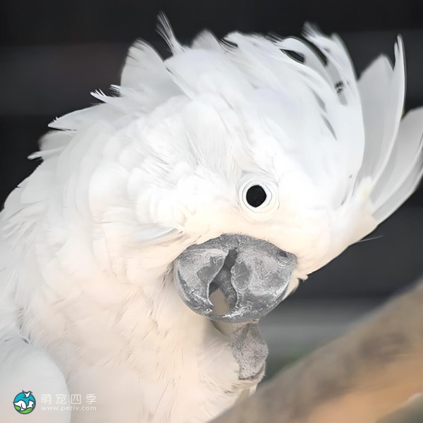 白凤头鹦鹉-4