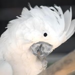 白凤头鹦鹉-缩略图-4