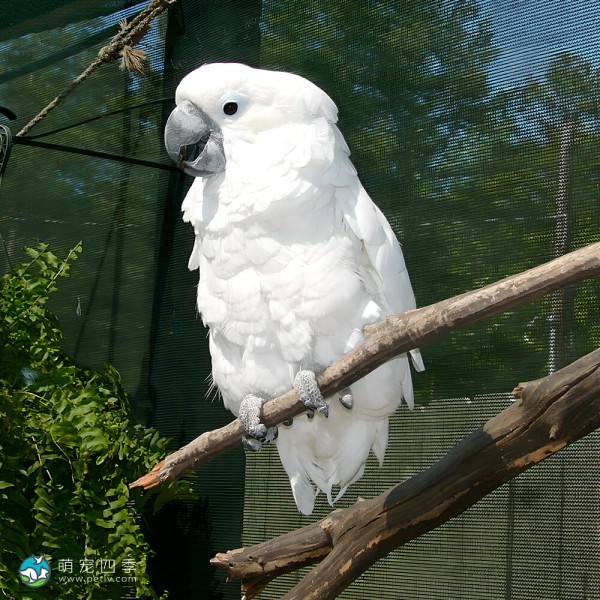 白凤头鹦鹉-5