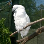 白凤头鹦鹉-缩略图-5