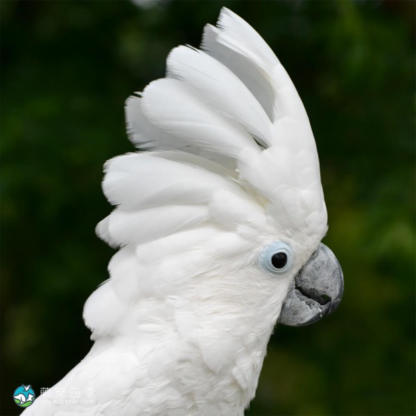 白凤头鹦鹉-6