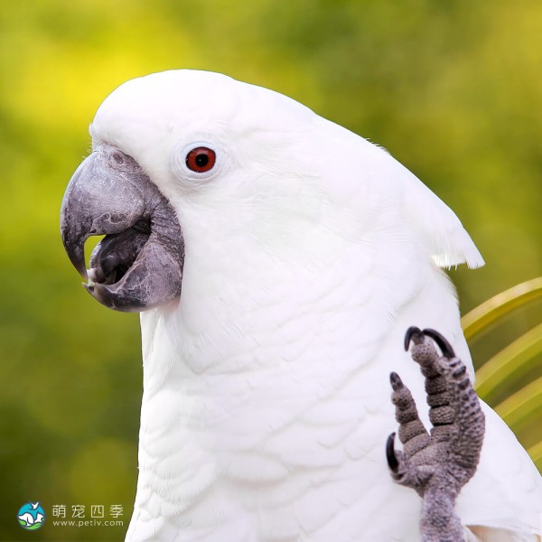 白凤头鹦鹉-7