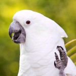 白凤头鹦鹉-缩略图-7