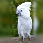 白凤头鹦鹉-缩略图-8