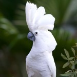 白凤头鹦鹉-缩略图-9
