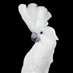 白凤头鹦鹉-缩略图-11
