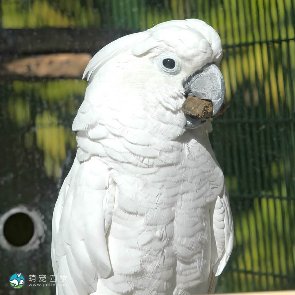 白凤头鹦鹉-12