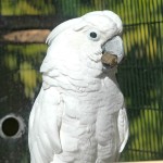 白凤头鹦鹉-缩略图-12