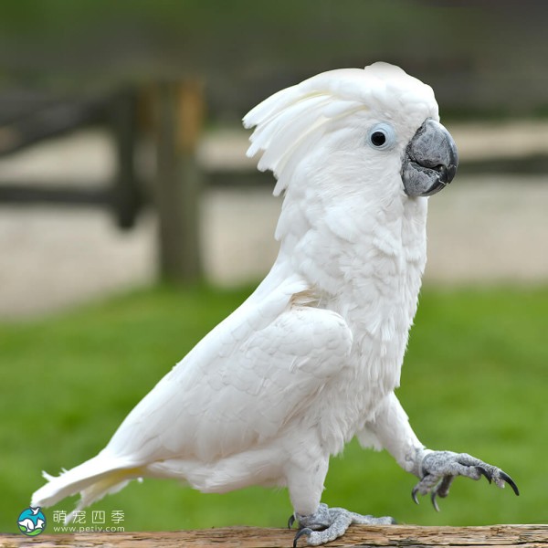 白凤头鹦鹉-13