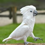 白凤头鹦鹉-缩略图-13