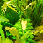 海带草-缩略图-1