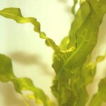 海带草-缩略图-2