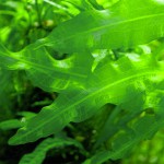 海带草-缩略图-3