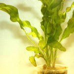 海带草-缩略图-4