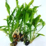 海带草-缩略图-5