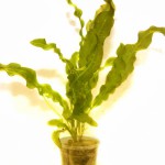 海带草-缩略图-6