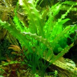 海带草-缩略图-7