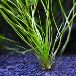 日本水韭-缩略图-1