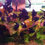 四色睡莲-缩略图-1