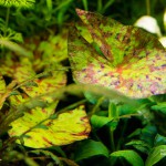 四色睡莲-缩略图-2