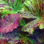 四色睡莲-缩略图-3