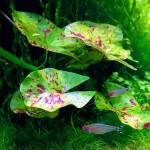 四色睡莲-缩略图-4