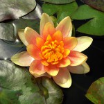 紫荷根-缩略图-1