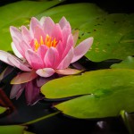 紫荷根-缩略图-2