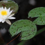 紫荷根-缩略图-4