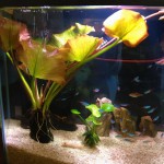 紫荷根-缩略图-5