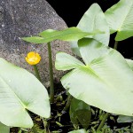 日本荷根-缩略图-1