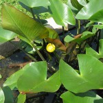 日本荷根-缩略图-3