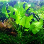 日本荷根-缩略图-4