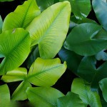 日本荷根-缩略图-6