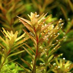 宫廷草-缩略图-1