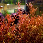 宫廷草-缩略图-2