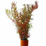 宫廷草-缩略图-3