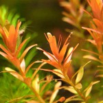 宫廷草-缩略图-4