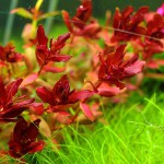 宫廷草-缩略图-5