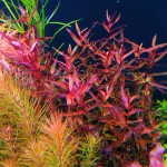 宫廷草-缩略图-6