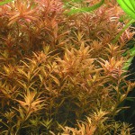 宫廷草-缩略图-8