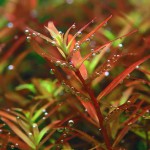 宫廷草-缩略图-9