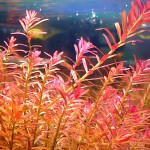 宫廷草-缩略图-10