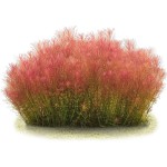 红松尾草-缩略图-1