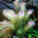 红松尾草-缩略图-3