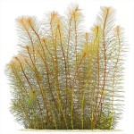 红松尾草-缩略图-4