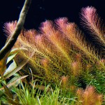 红松尾草-缩略图-5