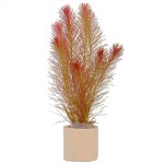 红松尾草-缩略图-6