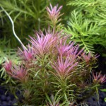 红松尾草-缩略图-7