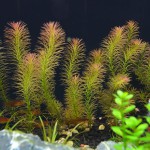 红松尾草-缩略图-8